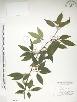 藏品(飛龍掌血)的圖片