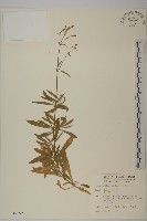 藏品(蠅子草)的圖片