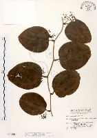 藏品(糙莖菝契)的圖片