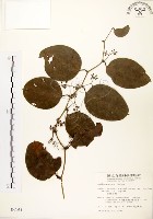 藏品(糙莖菝契)的圖片