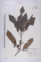 藏品(五蕊虎皮楠)的圖片