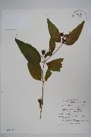 藏品(台灣土黨參)的圖片