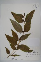 藏品(台灣土黨參)的圖片