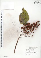 藏品(山桐子)的圖片