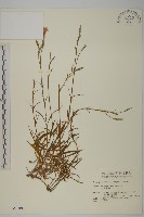 藏品(玉山石竹)的圖片