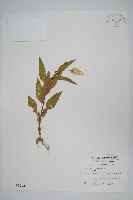 藏品(青葙)的圖片