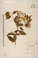 藏品(小舌菊、蔓綿菜)的圖片