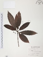 藏品(九節木、牛屎烏、青龍吐霧)的圖片