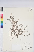 藏品(千根草)的圖片