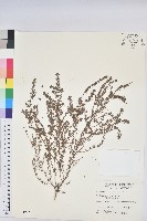 藏品(千根草)的圖片