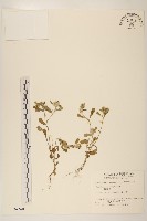 藏品(鼠麴舅)的圖片