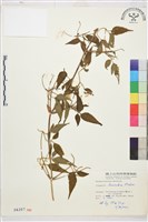 藏品(小木通)的圖片