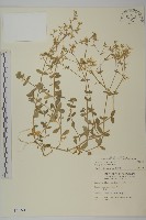 藏品(球序卷耳)的圖片