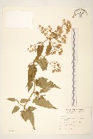 藏品(蔓黃菀)的圖片