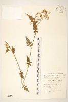 藏品(裂葉蔓黃菀)的圖片