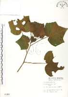 藏品(山芙蓉、臺灣山芙蓉、狗頭芙蓉)的圖片