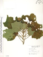 藏品(山芙蓉、臺灣山芙蓉、狗頭芙蓉)的圖片