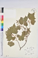 藏品(臺灣白匏子)的圖片