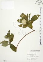 藏品(毛玉葉金花)的圖片