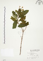 藏品(毛玉葉金花)的圖片