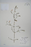 藏品(槍刀菜)的圖片