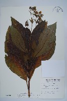 藏品(假酸漿)的圖片