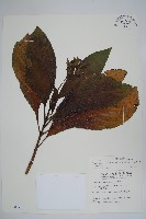 藏品(假酸漿)的圖片