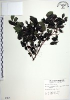 藏品(水雞油)的圖片