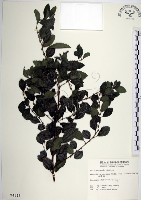 藏品(水雞油)的圖片