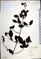 藏品(腺果藤、刺藤)的圖片