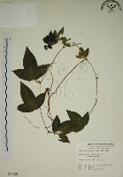 藏品(三角葉西番蓮)的圖片