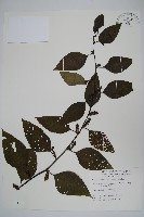 藏品(多子漿果莧)的圖片