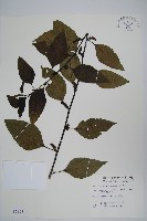 藏品(多子漿果莧)的圖片