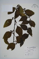 藏品(多子漿果莧)的圖片