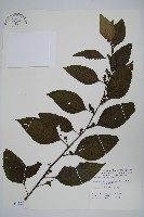 藏品(多子漿果莧)的圖片