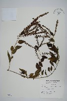 藏品(漿果莧、紐藤)的圖片