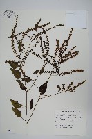 藏品(漿果莧、紐藤)的圖片