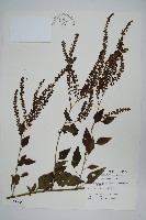 藏品(漿果莧、紐藤)的圖片