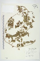 藏品(娥房藤)的圖片