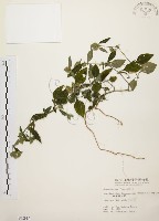 藏品(臺灣鱗球花)的圖片