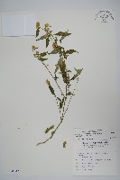 藏品(柳葉鱗球花)的圖片