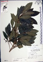 藏品(樹杞)的圖片