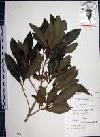 藏品(樹杞)的圖片