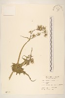 藏品(苦滇菜、苦菜)的圖片