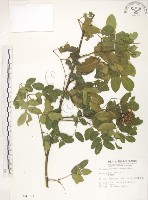 藏品(搭肉刺)的圖片