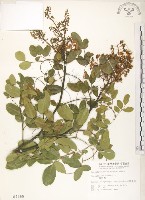 藏品(搭肉刺)的圖片