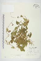 藏品(菜欒藤)的圖片