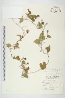 藏品(菜欒藤)的圖片