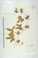 藏品(雙輪瓜)的圖片