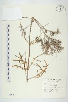 藏品(小燈籠草、大還魂)的圖片